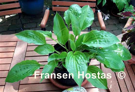 Hosta Korean Rain